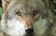 Salzburg: Entwurf für "Managementplan Wolf" ist fertig